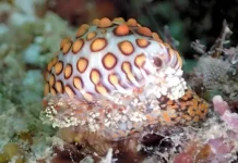 False cowrie - Siput dengan Mantel Berwarna-warni