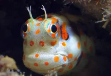Red spotted blenny - Ikan dengan Antena Kecil