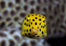 Boxfish - Ikan dengan Efisiensi Hidrodinamika yang Sangat Tinggi