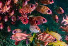 Ikan Tupai - Salah Satu Ikan Paling Vokal di Terumbu Karang