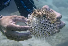 Mekanisme Pertahanan Diri Ikan Landak
