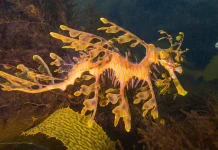 Naga Laut - Penampilan Paling Fantastis di Samudra