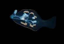 Nudibranch Pelagic - Siput Laut yang Meninggalkan Dasar Laut dan Melayang