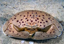 Calappidae - Ahli Pertahanan Diri dan Kamuflase Paling Cerdik di Dasar Samudra
