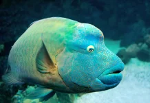 Cheilinus Undulatus - Salah Satu Ikan Karang Terbesar