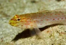 Ikan Butini, Fosil Hidup Pulau Matano Asli Indonesia