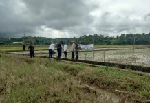 DKP Nunukan Terus Berupaya Tanam Padi Sawah IP 200
