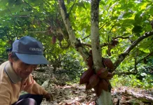 DKP Nunukan Terus Dampingi Petani Kakao di Sebatik untuk Peremajaan Tanaman Kakao