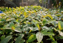 Tanaman Kratom Kembali jadi Sorotan karena Sebagai Salah Jenis Narkotika Baru