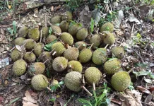 Musim Buah Tiba, Krayan Selatan Buka Wisata Petik Buah