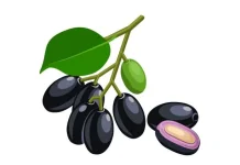 Buah Jamblang, Buah Tradisional dengan Kandungan Antioksidan Tinggi