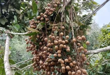 Akses Terisolir, Hasil Pertanian Melimpah di Krayan Sulit Dipasarkan