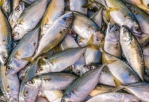 Distribusi Ikan dari Pati ke Nunukan Tunggu Kesiapan Offtaker