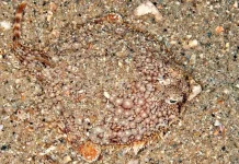 Ikan Pancake Batfish salah satu penghuni dasar laut yang paling aneh dan unik
