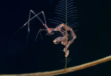 Skeleton shrimp - Belalang Sembah versi Laut