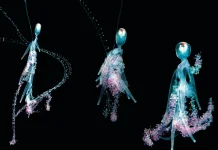 Siphonophore Pelagis - Organisme paling asing di samudra terbuka