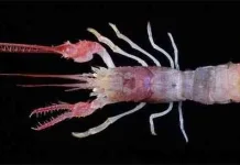 Lobster Ausubel - Lobster langka dengan capit yang mencolok