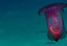 Tripang Merah Muda Transparan penghuni Laut dalam