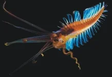 Squidworm - Seolah gabungan karakteristik dari dua hewan yang berbeda