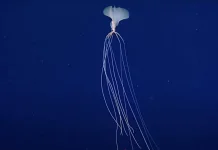 Bigfin Squid  sering kali disamakan dengan makhluk dari film fiksi ilmiah.