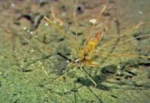 Isopoda Munnopsis -Kerabat Kutu yang menyerupai laba-laba