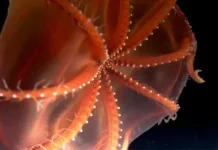 Stauroteuthis Syrtensis Menghabiskan Waktunya Melayang di Kolom Air yang Gelap