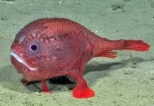 Chaunax endeavouri, Coffin Fish dengan warna merah muda yang mencolok