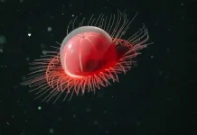 Deep Red Jellyfish - sering dijuluki sebagai ubur-ubur "alien"