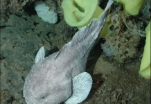 Blob Sculpin - sering dianggap sebagai salah satu hewan "terjelek" di dunia