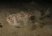 Stargazer - Ikan yang Menatap Langit Sambil Menyamar didasar Laut Berpasir