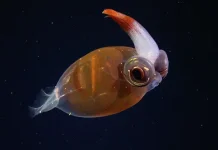 Cockatoo Squid -  Sirip Kecil di Bagian Atas yang Menyerupai Jambul Burung Kakatua