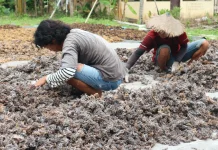 BPS Dorong Rumput Laut Jadi Motor Baru Ekonomi Nunukan