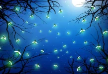Kunang Kunang Sekarang Menjadi Hewan Misterius