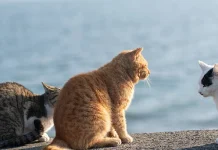 Tashirojima, Pulau di Jepang yang Dipenuhi dengan Kucing