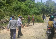 Usai Kecelakaan Maut, DLH Nunukan Tebang Pohon Rawan