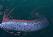Oarfish Si Naga Laut yang Sering Dijuluki Ikan Kiamat