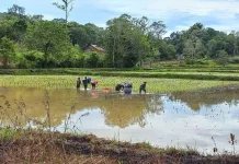 Minim Penyuluh, Pemkab Nunukan Libatkan Petani Milenial Dampingi Sesama Petani