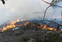 Karhutla Kembali Terjadi, BPBD Tekankan Efek Jera bagi Pelaku Pembakaran