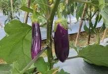 Mendorong Kemandirian Pangan di Perbatasan lewat Produksi Sayur Lokal