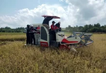 Bupati Nunukan bersama Petani Tanjung Harapan Gelar Panen Padi