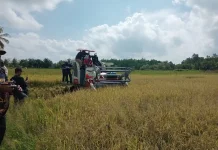 Petani Tanjung Harapan Semakin Semangat Menanam Padi setelah Harga Pupuk Turun