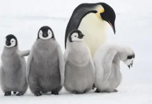 Fakta Unik Penguin Kaisar, Sang Penyelam Ulung dari Antartika