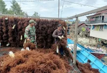 Babinsa Bantu Pengeringan Rumput Laut Warga Nunukan Timur