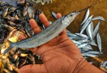 Ikan Julung-julung, Salah Satu Spesies Paling Ikonik di Ekosistem Pesisir