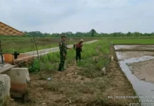 Babinsa Dampingi Petani Padi Dukung Swasembada Pangan Nasional