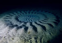 Ikan Buntal Macan, Si Pembuat "Crop Circle" Dasar Laut