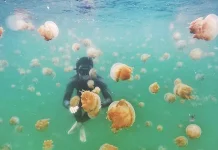Terisolasi Dari Lautan Lepas, Derawan Jadi Surga Ubur-ubur