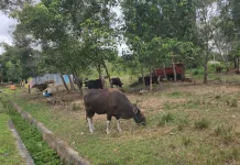 Menjelang Iduladha, Pasokan Sapi Kurban di Nunukan Mulai Didatangkan dari Sulsel