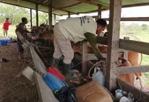 Waspada Penyakit Hewan jelang Iduladha, Nunukan Perketat Pemeriksaan Sapi Kurban