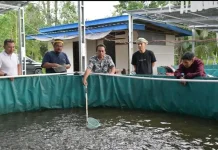 Studi Banding Bulungan di Sebatik hingga Budidaya Lele Bumdes
